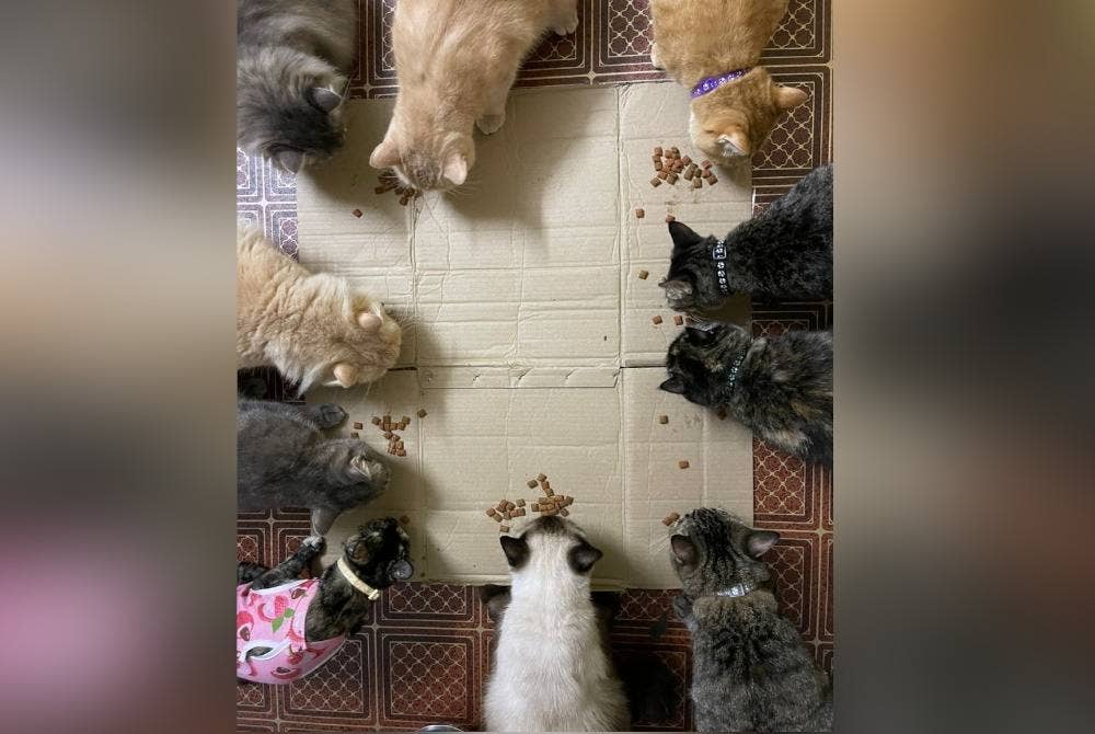 Siti Azila tidak kisah membelanjakan kira-kira RM1,000 untuk mengurus 12 ekor kucing.