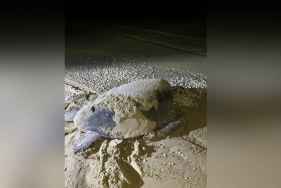 Tangkap layar video seekor ibu penyu selepas bertelur yang dikongsi Hasbullah di laman Facebooknya pada Isnin.