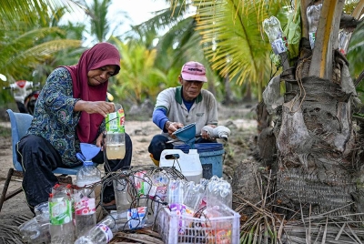 Pengusaha Ismail Madmin, 60 dan isteri Zaiton Abdullah, 52, memeriksa air manisan nira yang terkumpul dalam bekas plastik selepas diikat pada mayang pokok kelapa ketika tinjauan di Kampung Batu Putih hari ini.