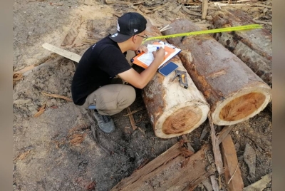 Anggota penguat kuasa JPNP melakukan pemeriksaan ke atas tual balak tanpa pas pemindah yang ditemui dalam kawasan sebuah kilang papan di Gambang pada Jumaat.