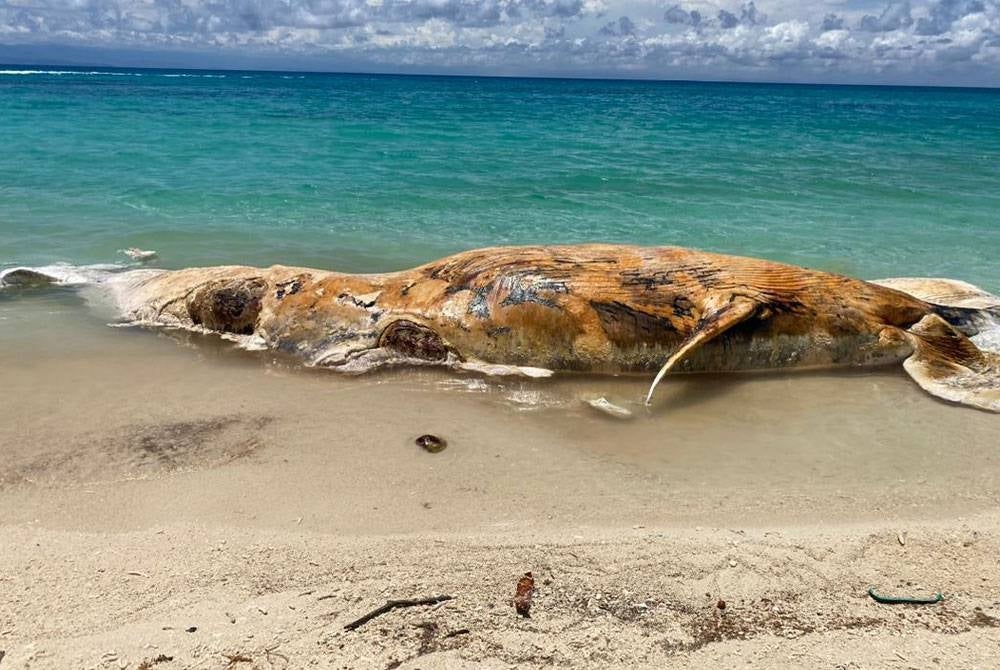 Bangkai ikan paus terdampar di pantai Pulau Mantanani, Kota Belud.