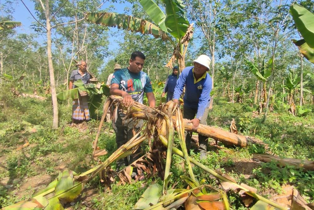Penduduk Kampung Pinang menunjukkan kesan kemusnahan tanaman disebabkan serangan gajah liar.