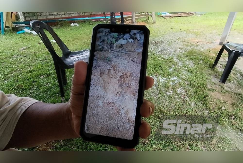 Hamdan menunjukkan tapak kaki haiwan itu.