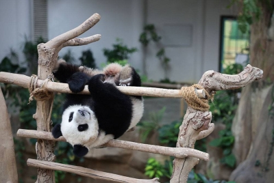 Gelagat comel panda bernama Sheng Yi yang dirakam pada Majlis Berbuka Puasa bersama Media dan Penaja di Giant Panda Conservation Centre Zoo Negara pada
Sabtu. - Foto Bernama