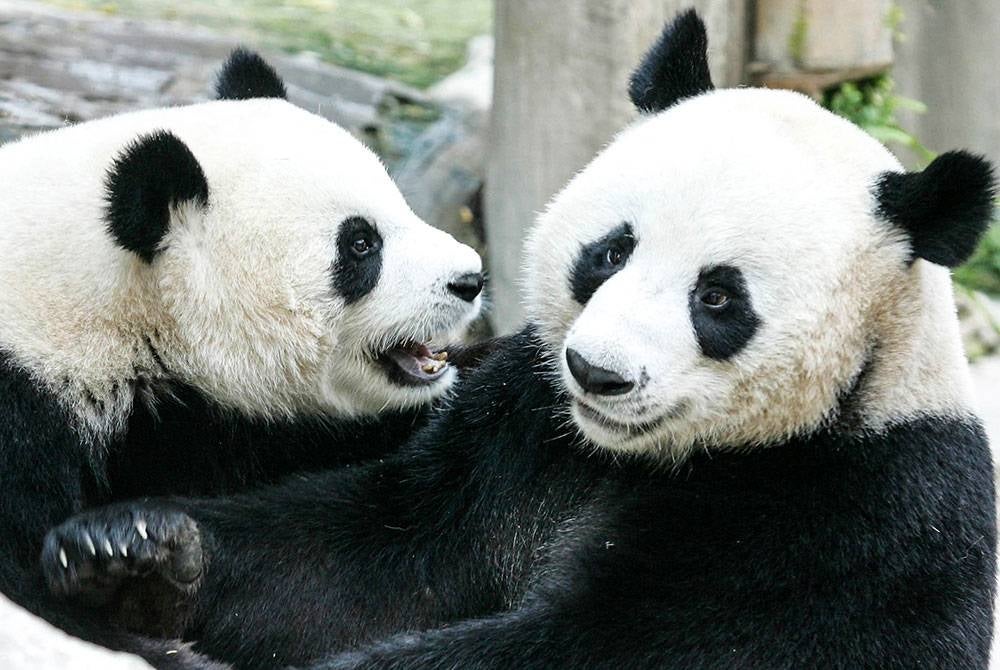 Dua ekor panda yang pernah dipinjamkan kepada Thailand oleh China ditempatkan di Zoo Chiang Mai. - Foto AFP