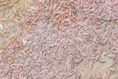 Gambar yang tular menunjukkan bronok memenuhi kawasan Sungai Melaka.