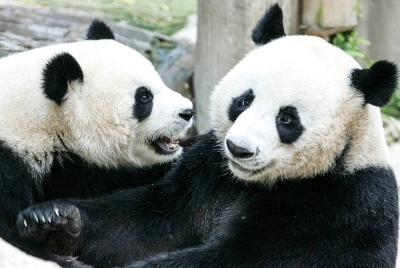 Dua ekor panda yang pernah dipinjamkan kepada Thailand oleh China ditempatkan di Zoo Chiang Mai. - Foto AFP