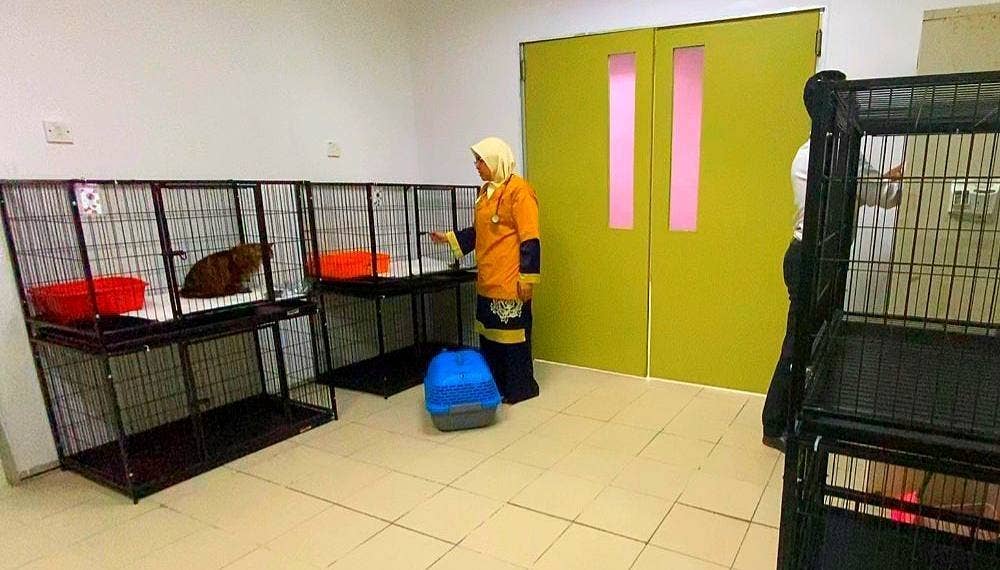 Dr Murshidah sedang melakukan pemeriksaan terhadap kucing yang menginap di hotel.