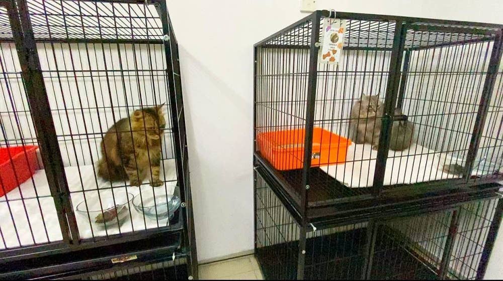 Paling lama tempoh kucing tinggal di penginapan tersebut ialah seminggu.
