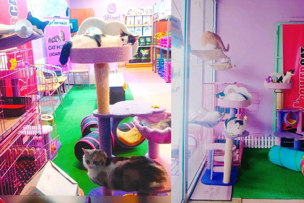 Tempat istirahat untuk kucing di Cat Inn Hauz.