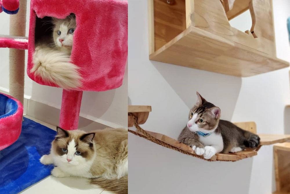 Tempat permainan untuk kucing di Koshka Cat Hotel.