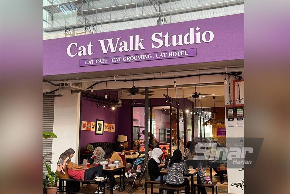 Cat Walk Studio memberi kelainan menikmati makanan dengan melihat pelbagai aksi kucing.
