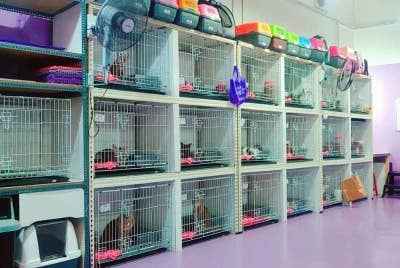 Penginapan untuk kucing di Cat Inn Hauz.