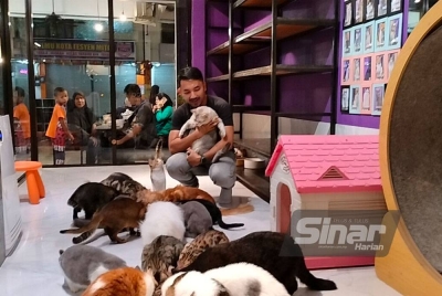 Muhammad Ariff bersama sebahagian kucing miliknya yang diletakkan di kafe 'Cat Walk Studio' di Kota Fesyen MiTC.