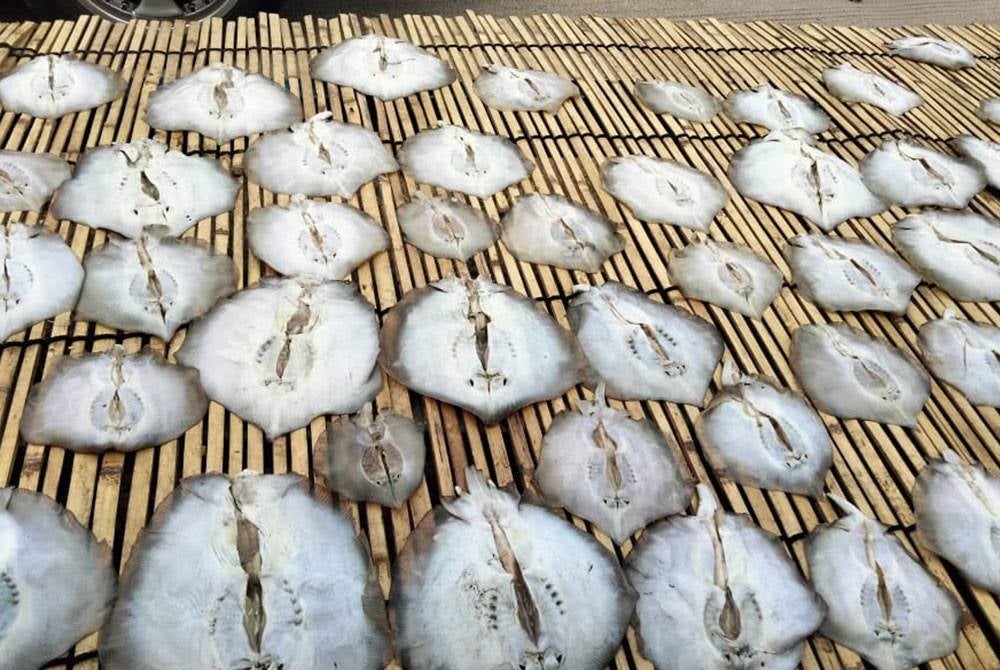 Ikan pari dijemur selepas direndam air garam.