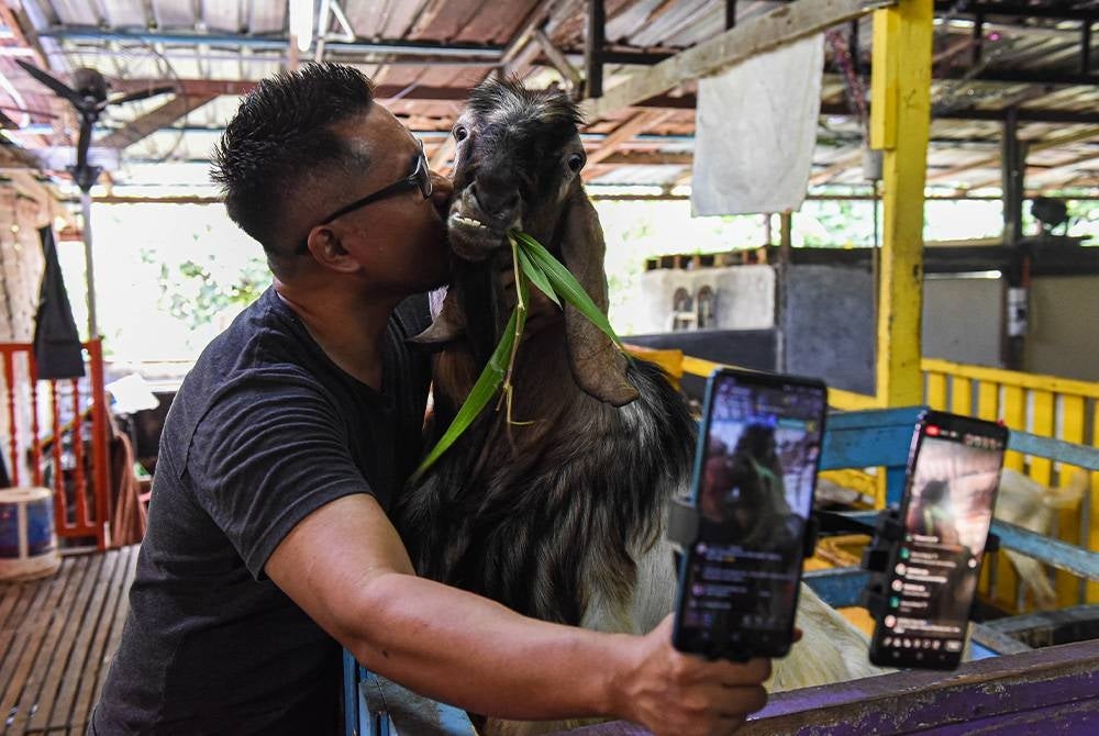 Azroy bersama Kamarudin yang menjadi pencetus fenomena Kambing Yang Aneh.