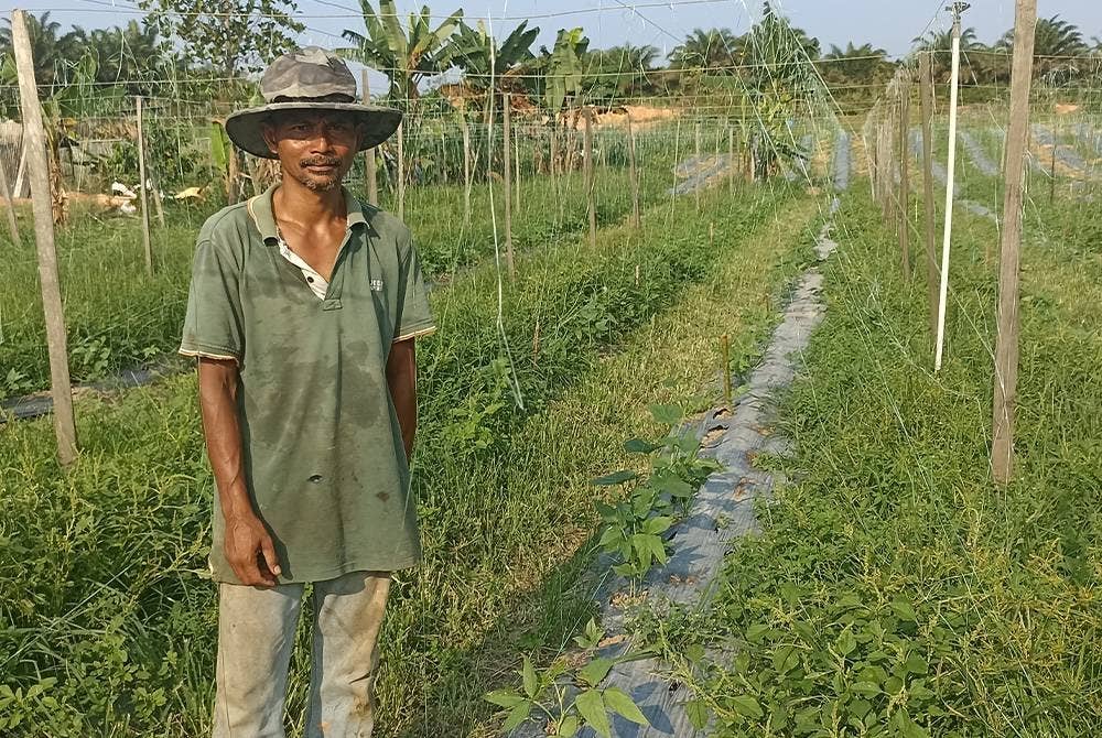 Mohd Zaki memerlukan modal yang tinggi untuk memulakan semula projek tanaman kacang panjangnya.