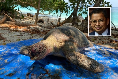 Sebanyak 72 ekor penyu ditemui mati di Terengganu sepanjang Januari hingga Disember tahun lepas. - Gambar kecil: Dr Azman