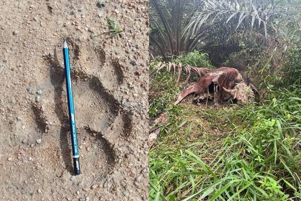 Kesan tapak kaki dipercayai harimau tetapi sehingga kini masih belum ada sebarang pengesahan daripada pihak Perhilitan. Bangkai seekor lembu dipercayai akibat diserang haiwan buas dalam kawasan kebun kelapa sawit di Felda Ulu Tebrau, Johor Bahru.