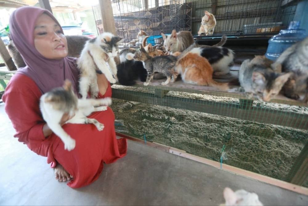 Yuslinda mengutip kucing jalanan untuk dijadikan haiwan peliharaan di rumahnya di Kampung Batu Lima.