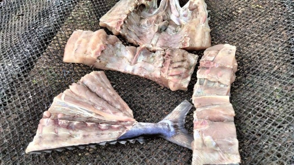 Ikan talam yang dijemur untuk dijadikan ikan kering.