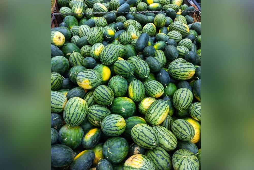 Hasil tembikai daripada kebun yang diusahakan sepasang suami isteri di Kuala Sentul.