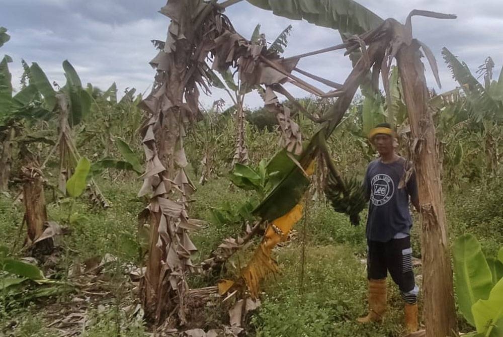 Mohd Azlan menunjukkan pokok pisangnya yang patah dan rosak disebabkan oleh kekurangan air disebabkan oleh musim kemarau di Kampung Pisang, Kuala Nerang pada Selasa.
