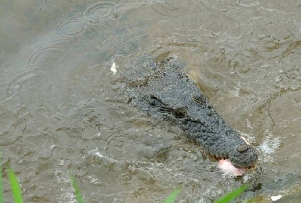 La mort de Darmody est le 13e cas d'attaque de crocodile dans le Queensland depuis 1985. - Image décorative