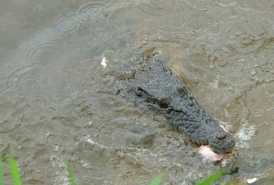 Kematian Darmody merupakan kes serangan buaya ke 13 yang berlaku di Queensland sejak 1985. - Gambar hiasan