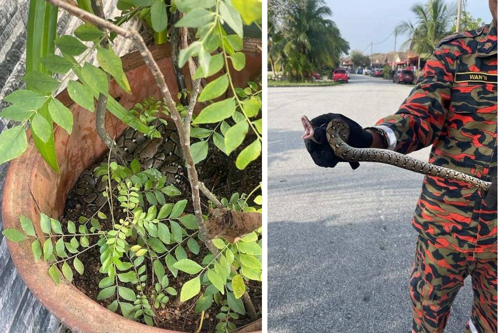 Antara kes khidmat menangkap ular yang dijalankan bomba di sekitar Selangor. - Foto Facebook Bomba Sukarela Bandar Tasik Puteri