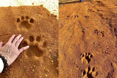 Beberapa keping gambar kesan tapak kaki dipercayai harimau belang ditemukan kumpulan pendaki di Bukit Berekeh, Sungai Siput. - Foto ihsan pembaca.