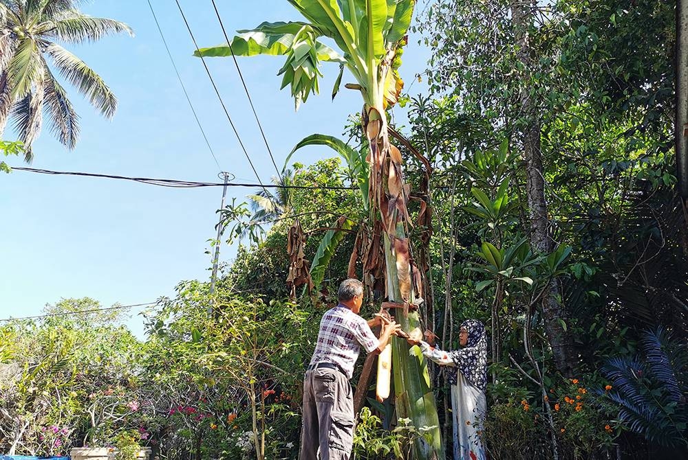 Mohammad (kiri) dan Hashimah melihat pokok pisang tutup aurat yang sudah mula berbuah di rumahnya di Kampung Surau Haji Daud di Kuala Terengganu.