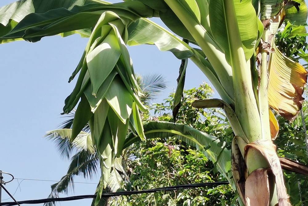 Pokok pisang 'tutup aurat' sudah mula berbuah.