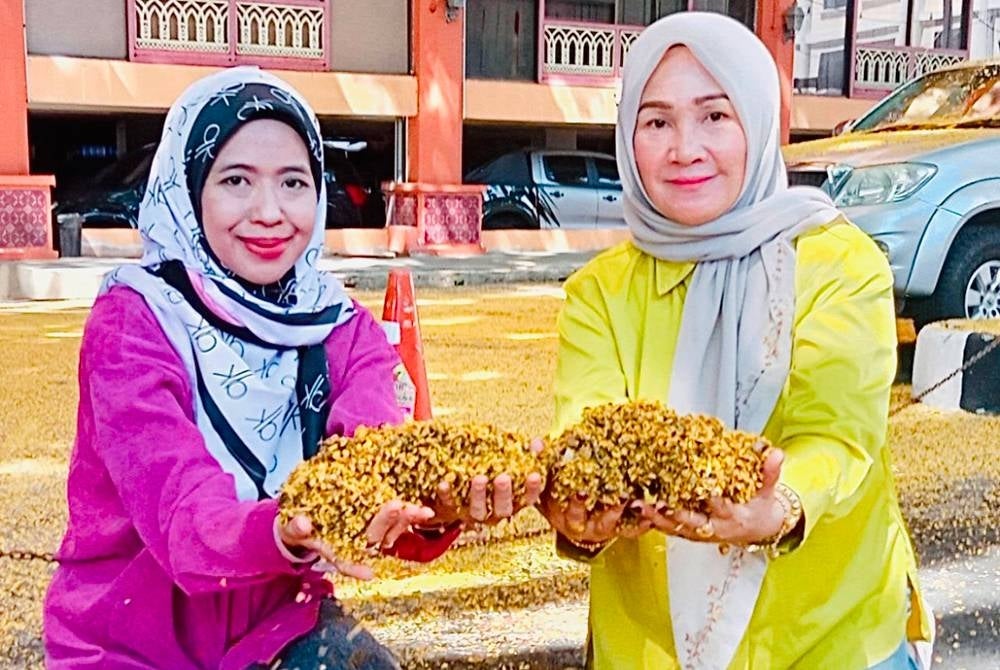 Bunga-bunga angsana berwarna kuning gugur bagai emas.