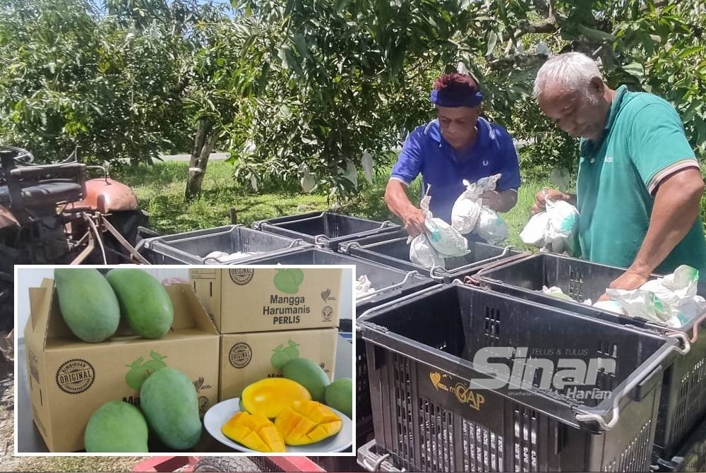 Shahidan (kiri) dan Osman memeriksa mangga harumanis yang dipetik di Ladang Kelompok Harumanis Kampung Tanah Pasir, di Beseri, Perlis. (Mangga harumanis jenis premium di jual sekitar RM140 untuk tiga kilogram.)