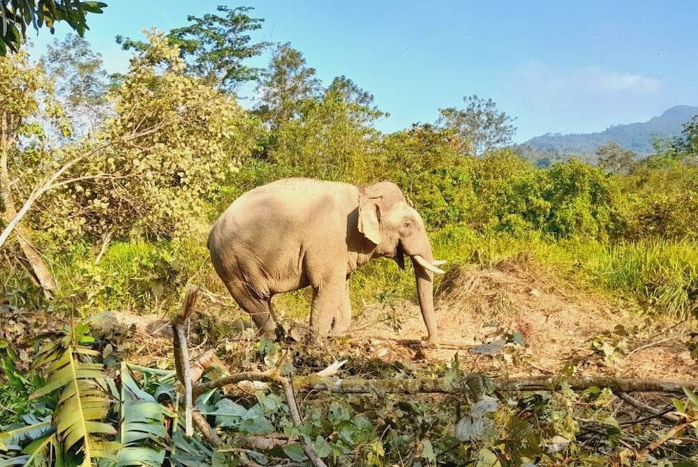 Perhilitan Terengganu memulakan operasi menjejak dan menangkap seekor gajah liar yang didakwa berkeliaran dan merosakkan kebun penduduk di daerah Setiu. - Gambar hiasan