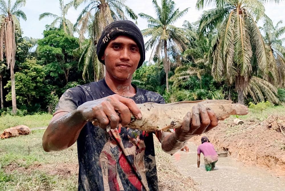 Nur Kholiq menunjukkan ikan sembilang yang berjaya ditangkapnya. - Foto Bernama