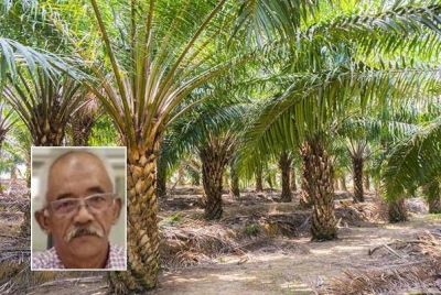 Cuaca panas ini boleh memberi kesan kepada pengeluaran sawit. - Gambar hiasan (Gambar kecil: Jamaluddin)