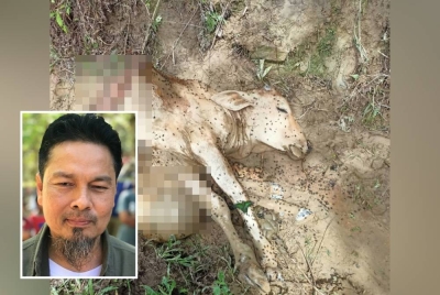 Gambar haiwan ternakan dibaham harimau belang di kawasan sekitar Bukit Berekeh, Sungai Siput yang tular di media sosial. (Gambar kecil: Yusof)