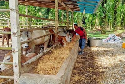 Mohd Hazwan akui kehadiran harimau itu mengancam ternakannya apabila sebahagian besar tidak mahu lagi kembali ke kandang dan hanya berkeliaran di kawasan perkampungan orang asli berhampiran.