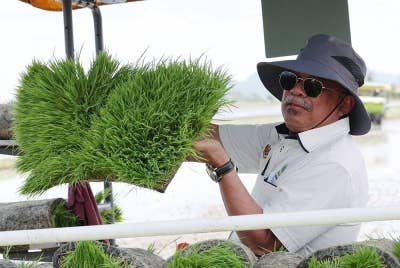 Mohamad menunjukkan anak padi yang sedia untuk ditanam pada Program Smart SBB Mini Sekinchan Mada-Bernas di Simpang Empat, hari ini. - Foto Bernama