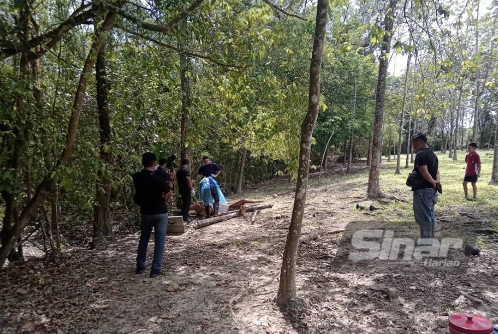 Polis menjalankan siasatan di lokasi lembu ditemukan mati.
