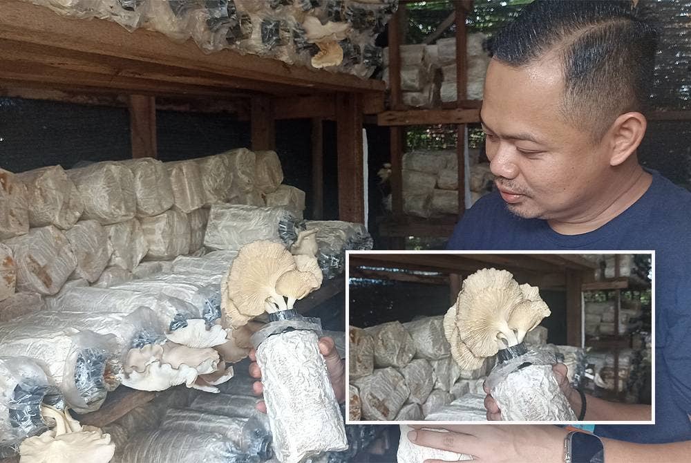 Saiful Amri menunjukkan cendawan tiram yang kering akibat cuaca panas ketika ini. (Gambar kecil: Permukaan cendawan tiram yang akan kering akibat musim panas.)