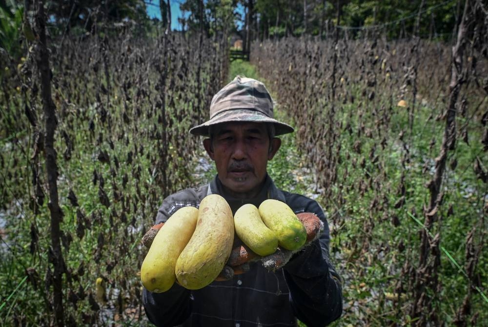 Petani Alias Awang, 71, menunjukkan buah timun yang rosak berikutan cuaca panas ketika tinjauan di Kampung Pak Madah hari ini. - Foto Bernama