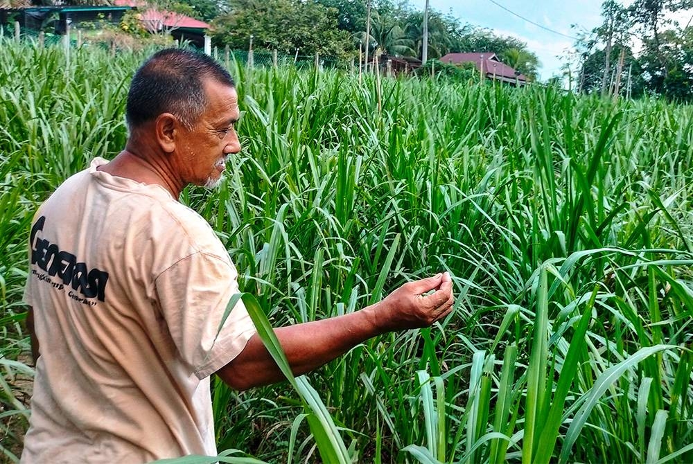 Musim panas juga menyebabkan tanaman napier perlu kerap disiram untuk mengelakkan ia mati dan rosak.