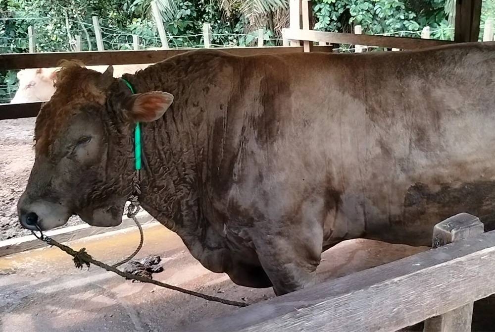 Lembu sado yang sudah matang dan sedia dijual sempena korban.