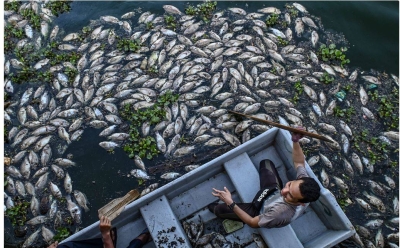 Ribuan ikan tilapia mati di tasik Universiti Sultan Zainal Abidin (UniSZA) akibat cuaca panas. - Foto Bernama. 