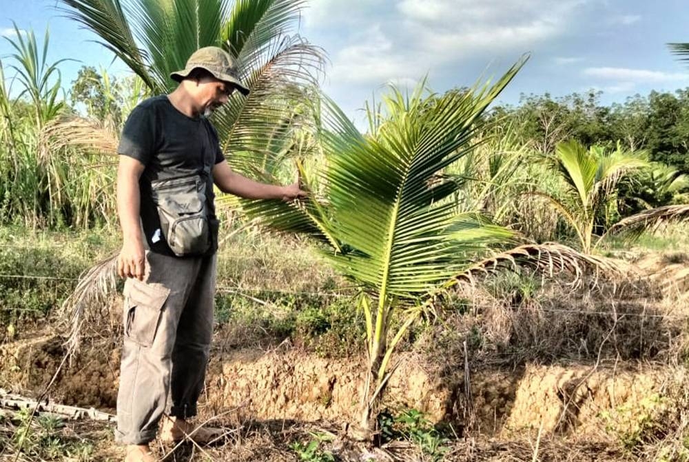 Zulkifli menunjukkan pokok kelapanya yang terbantut akibat cuaca panas