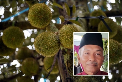 Hasil tanaman durian di Kedah dijangka turun 30 peratus akibat cuaca panas melampau. Gambar kecil: Ramli