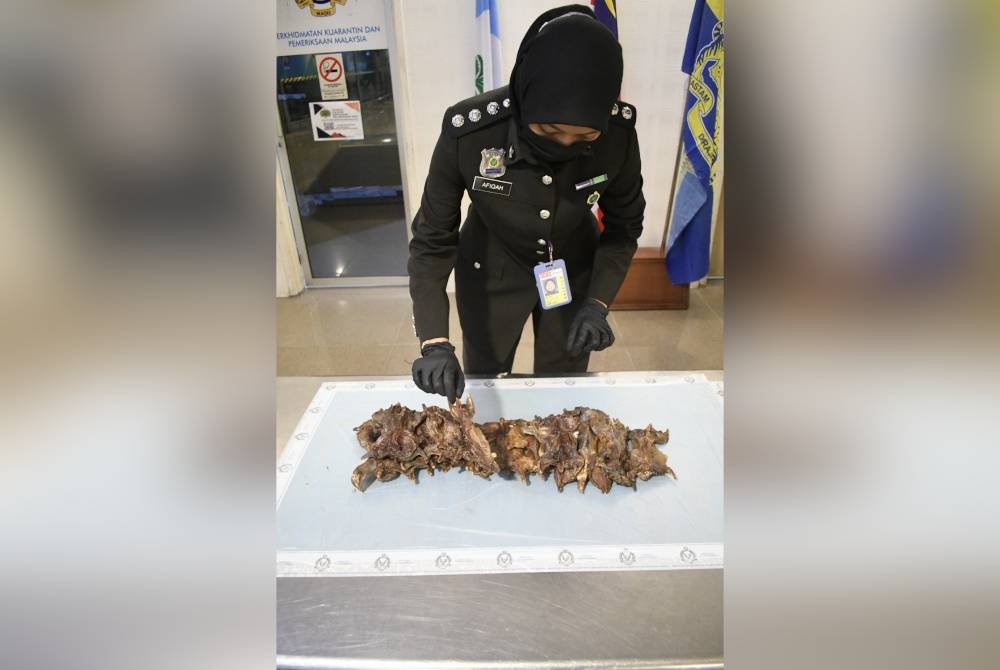 Seorang pegawai Maqis Pulau Pinang memeriksa tikus salai yang dirampas kerana dibawa masuk ke negara ini tanpa kebenaran.